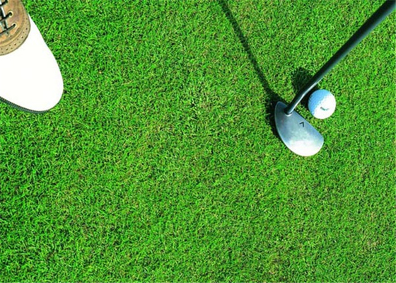 चीन स्वस्थ गोल्फ कृत्रिम घास, सिंथेटिक गोल्फ टर्फ लंबे जीवन प्रत्याशा आपूर्तिकर्ता