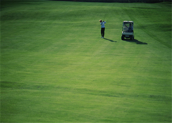 चीन उच्च घर्षण प्रतिरोध गोल्फ कृत्रिम घास कालीन होम आउटडोर गोल्फ पुटिंग ग्रीन्स आपूर्तिकर्ता