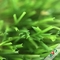 सॉकर फील्ड एसजीएस एसजीएफ आईएसओ 9 00 के लिए ताजा रंग मजबूत और घने गार्डन नकली घास आपूर्तिकर्ता