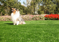 लंबी अवधि मोल्डप्रूफ पालतू नकली घास, यूवी प्रतिरोध के साथ कृत्रिम कुत्ता घास आपूर्तिकर्ता
